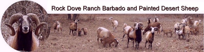 Rock Dove Ranch Barbado and Painted Desert Sheep and trophy rams