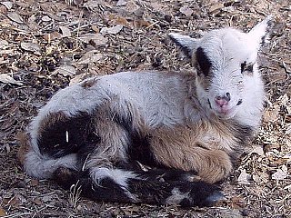 Rock Dove Ranch Texas Barbado sheep and Painted Desert sheep and Trophy Rams