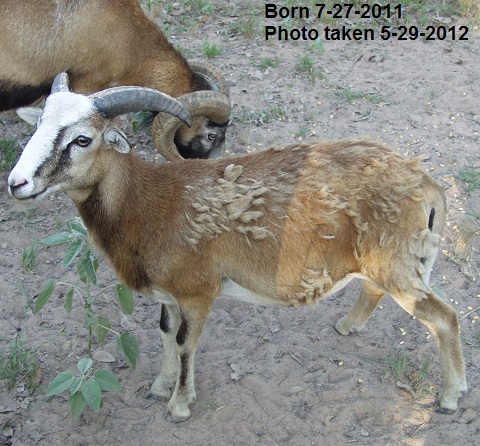 Rock Dove Ranch Texas Barbado sheep and Painted Desert sheep and Trophy Rams