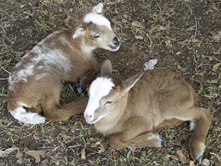 Rock Dove Ranch Texas Barbado sheep and Painted Desert sheep and Trophy Rams