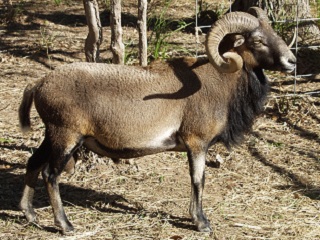 Rock Dove Ranch Texas Barbado sheep and Painted Desert sheep and Trophy Rams