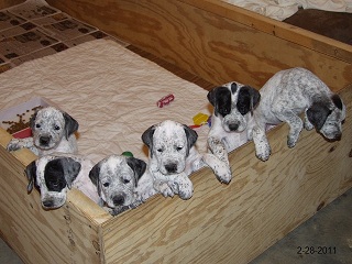 Rock Dove Ranch Boxster Puppies