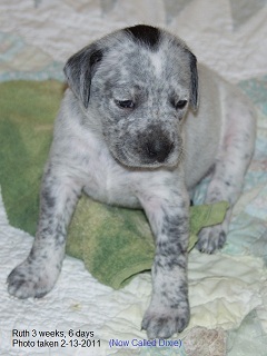 Rock Dove Ranch Boxster Puppies
